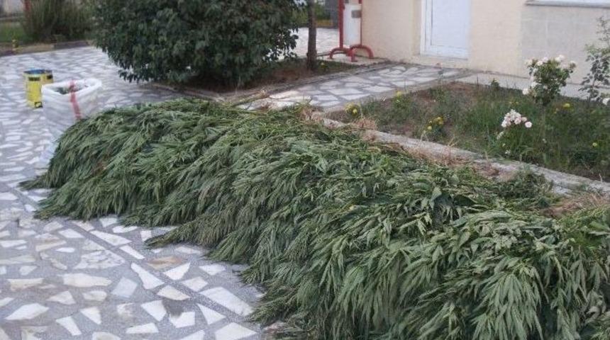 Manisa’da 5 Kilo Esrar Ele Geçirildi