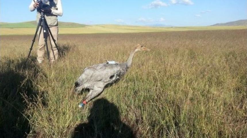 Anadolu Dağ Turnalarına Uydudan Takip