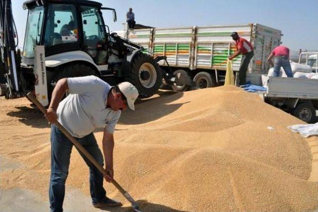 Derik'ten Rojava'ya 200 Ton Buğday Gönderildi