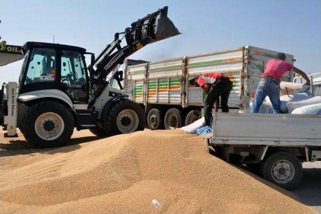 Derik'ten Rojava'ya 200 Ton Buğday Gönderildi