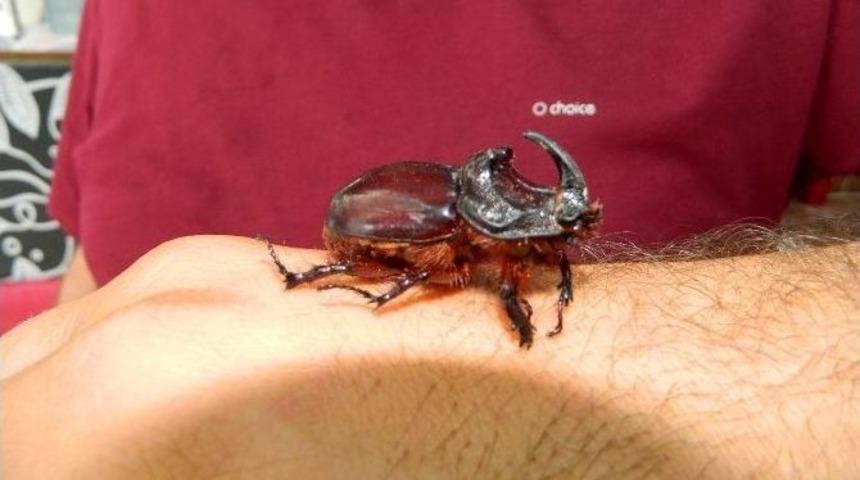 D&uuml;kkanında Gergedan B&ouml;ceği Besliyor