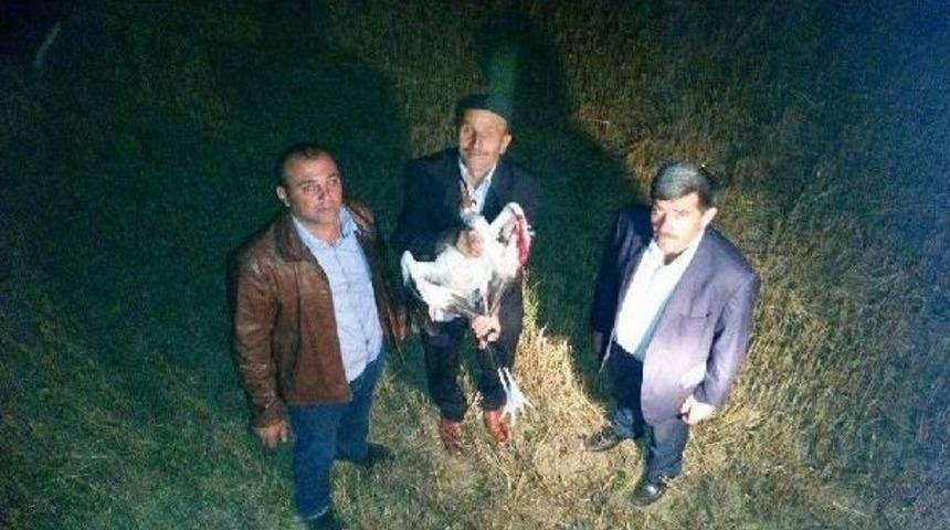 &Ccedil;orum'da Ağa&ccedil;ta Asılı Kalan Leyleği Itfaiye Kurtardı