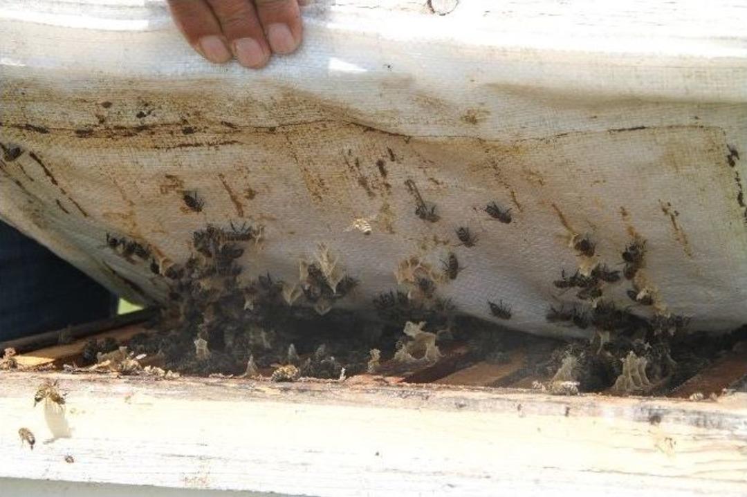 Arıcılıkta "oğul Arı&rsquo;da" B&uuml;y&uuml;k Artış