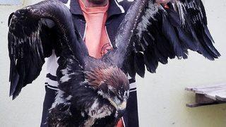 Yaralı Yabani Hayvanlara Barınakta Tedavi