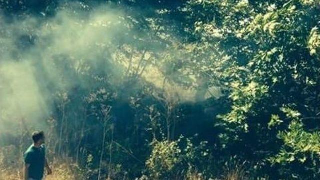 Çınar Ağaçları Yandı