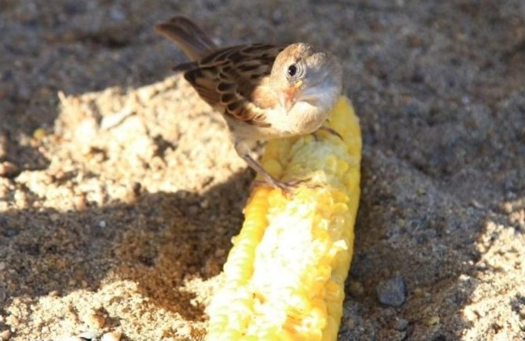 Bodrum&rsquo;da Ser&ccedil;elerin Mısır Keyfi