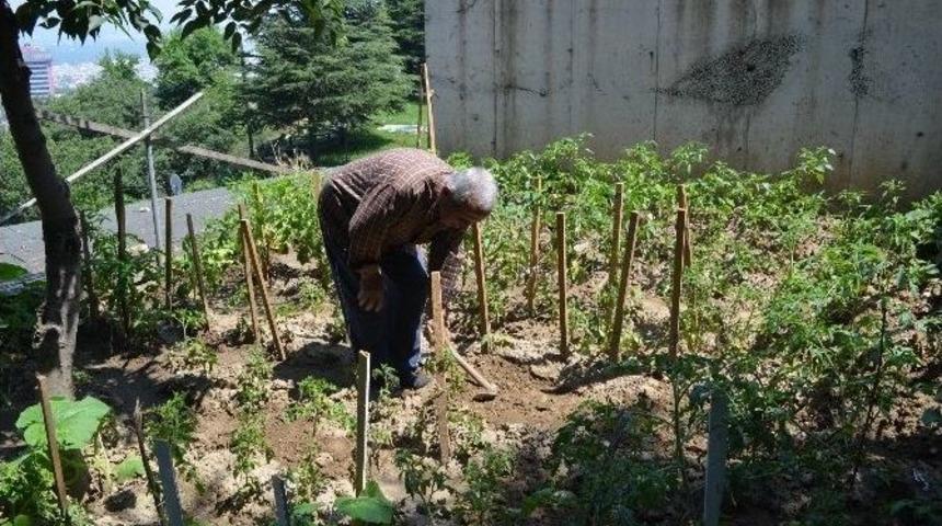 (&ouml;zel Haber) Hastaneyi Hobi Bah&ccedil;esine &Ccedil;evirdi