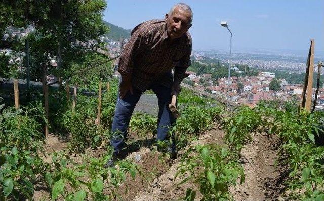 (özel Haber) Hastaneyi Hobi Bahçesine Çevirdi