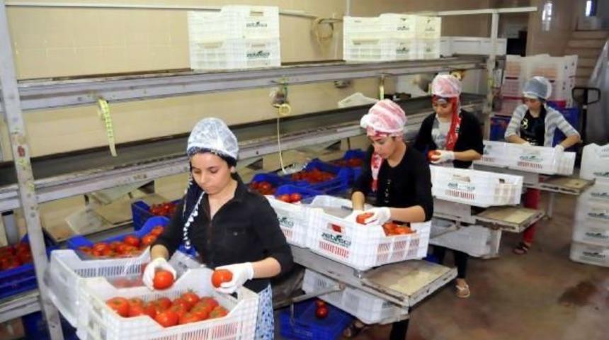 Yayla Sezonu Başladı, Domatesin Fiyatı Arttı