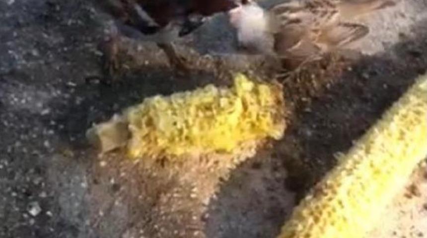 Boyuna Ulaşan Yavrusunu Besledi