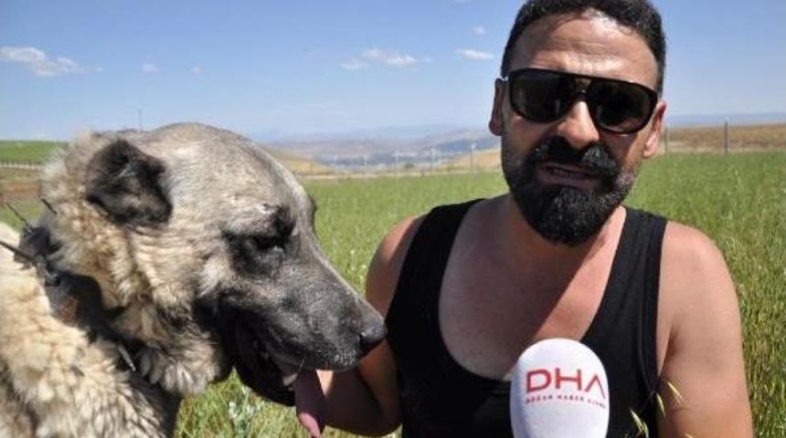 Mevsimsel Değişiklikler Kangal Köpeklerini Olumsuz Etkiledi