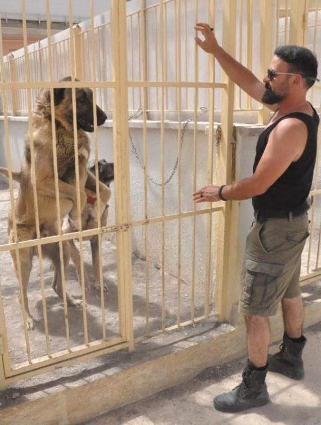 Mevsimsel Değişiklikler Kangal Köpeklerini Olumsuz Etkiledi