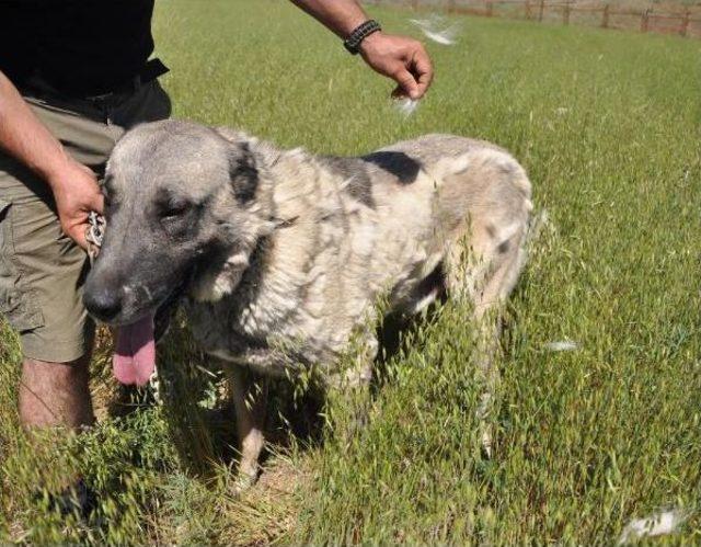 Mevsimsel Değişiklikler Kangal Köpeklerini Olumsuz Etkiledi