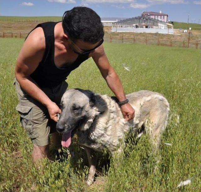 Mevsimsel Değişiklikler Kangal Köpeklerini Olumsuz Etkiledi