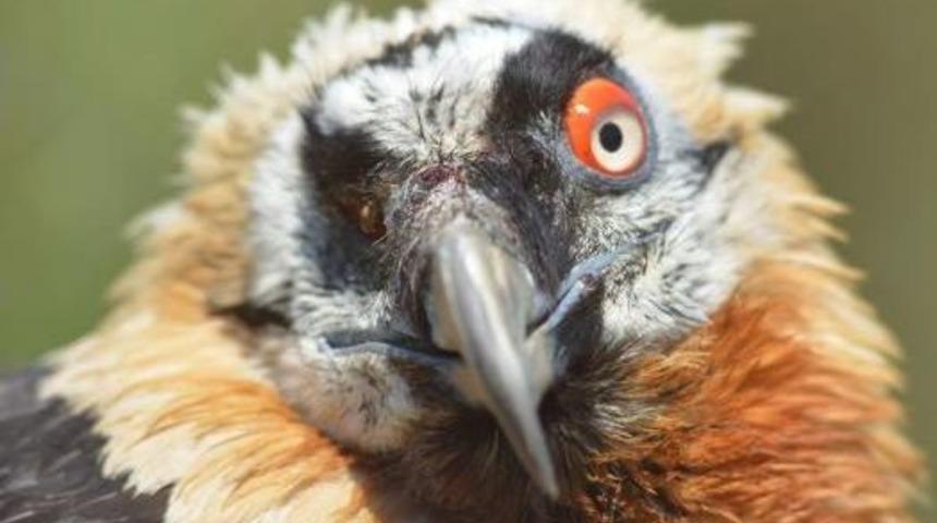 Tek G&ouml;z&uuml; Par&ccedil;alanan Sakallı Akbaba Tedavi Altında