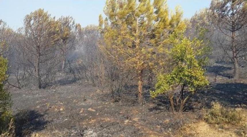 Kırkağa&ccedil;'ta Orman Yangını (2)