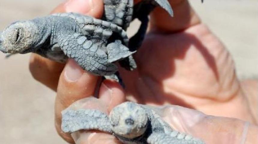 Caretta Caretta'lar Yumurtadan Çıkmaya Başladı
