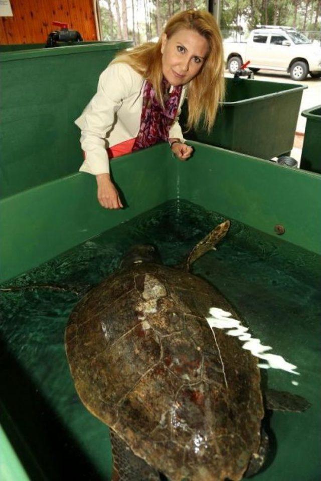 Caretta Caretta'lar Yumurtadan Çıkmaya Başladı