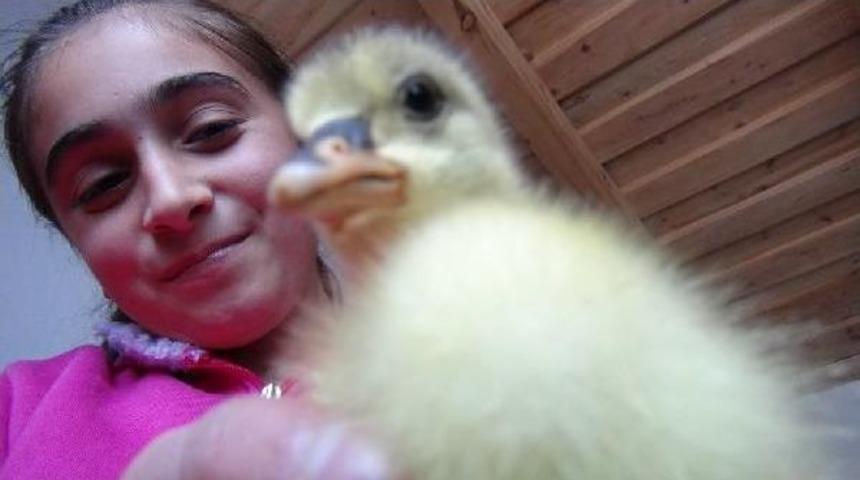 Köyün Kadınları Kazları Evlerinde Büyütüyor