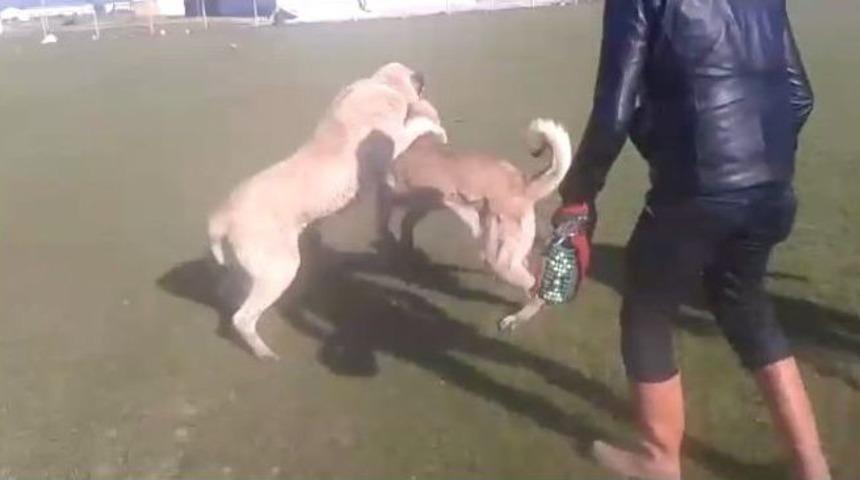 (&ouml;zel Haber) Bahis &Uuml;zerine K&ouml;pek D&ouml;v&uuml;şt&uuml;rme Dehşeti