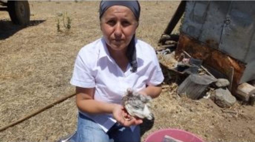 Burhaniye&rsquo;de Neşe Hanım Anası &Ccedil;alınan Yavruya Sahip &Ccedil;ıktı