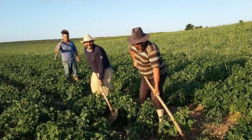 Yozgat&rsquo;ın L&ouml;k K&ouml;y&uuml;nde &Ccedil;ift&ccedil;iler Fasulye &Uuml;retimine Y&ouml;neldi