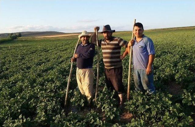 Yozgat’ın Lök Köyünde Çiftçiler Fasulye Üretimine Yöneldi