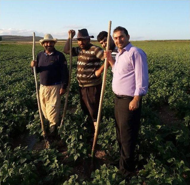 Yozgat’ın Lök Köyünde Çiftçiler Fasulye Üretimine Yöneldi