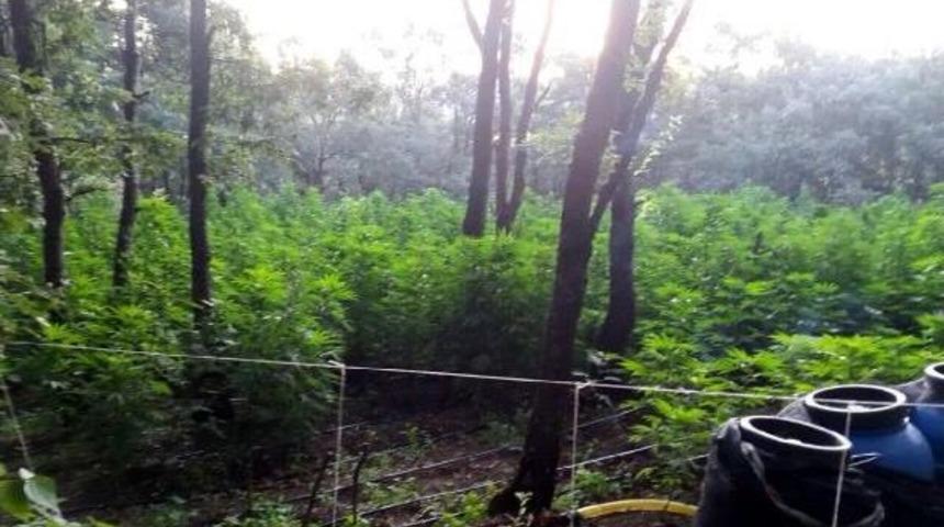 Ormanlık Alanda 2 Bin K&ouml;k Hintkeneviri Ele Ge&ccedil;ildi