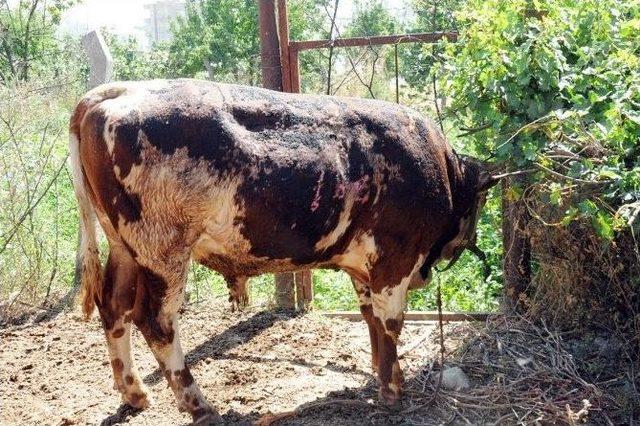 İtfaiye Aracı Olmayan Beldede Yangın Çıktı