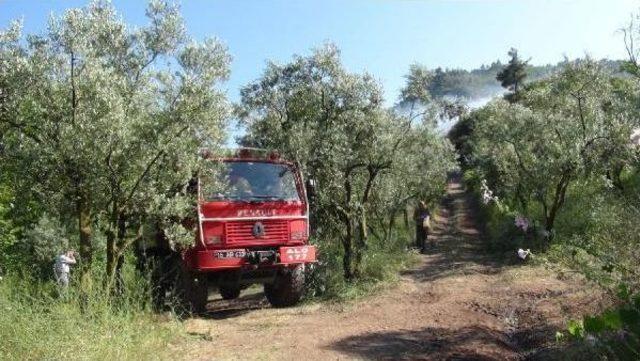 Orhangazi’De Piknikçilerin Ateşi 2 Dönümlük Alanı Orman Alanını Yaktı