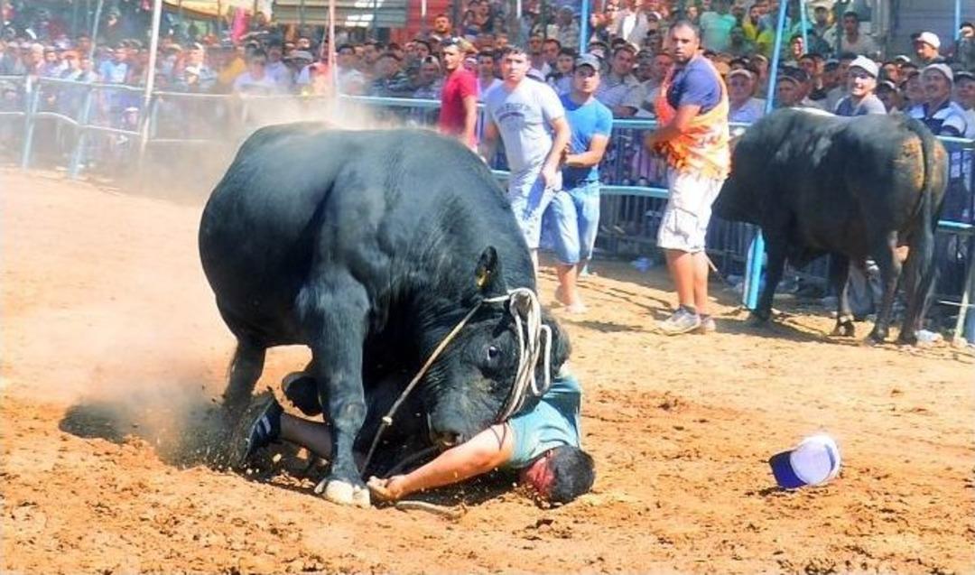 Boğanın İntikamı