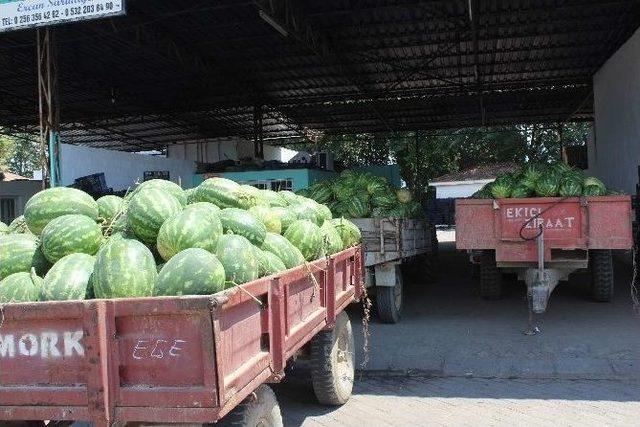 Canını Ve Malını Seven Atça Karpuz Halinden Uzak Durmaya Başladı