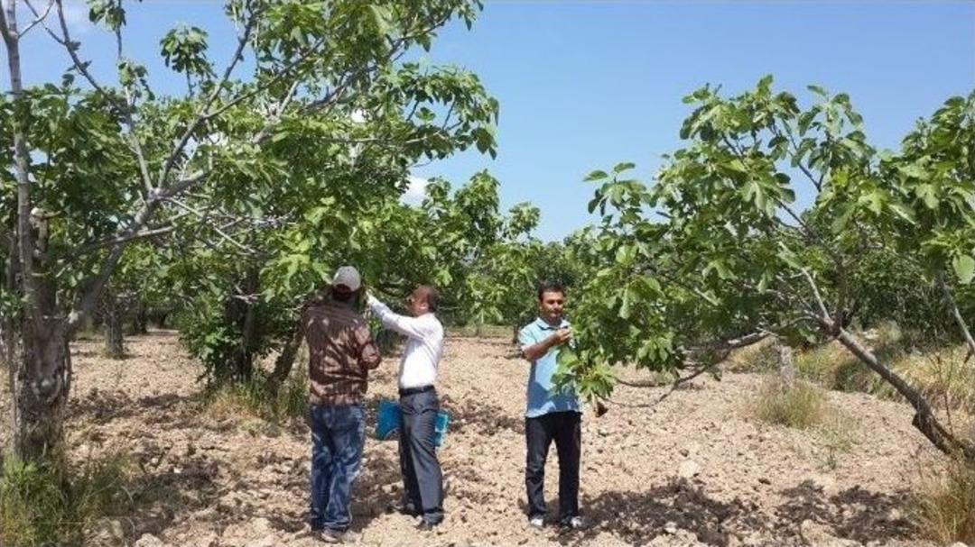 İncir Bah&ccedil;elerinde Kontroller Devam Ediyor