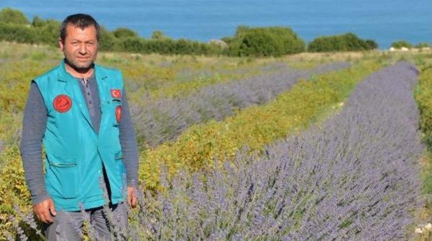 Burdur Ve Salda G&ouml;llerini Kurtaracak Lavantalar A&ccedil;tı