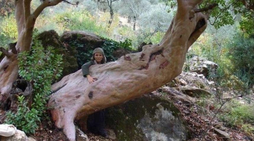 Kuşadası&rsquo;ndaki 16 Ağacın Koruma Altına Alınması İsteniyor