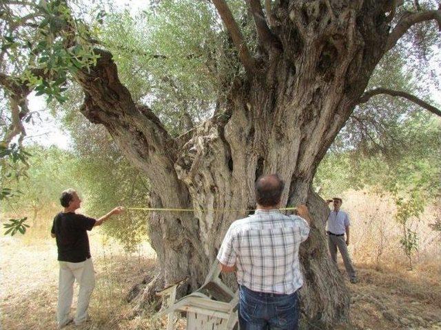 Kuşadası’ndaki 16 Ağacın Koruma Altına Alınması İsteniyor