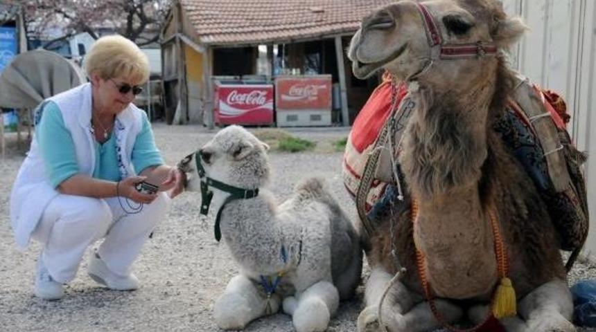 Kapadokya&rsquo;Da Turistlerin Yeni Eğlencesi Deve Turları