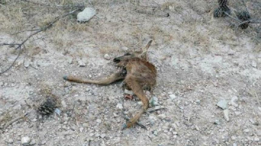 K&ouml;yl&uuml;ler, S&uuml;r&uuml;lerine Saldıran Vahşi Hayvanlardan Dertli