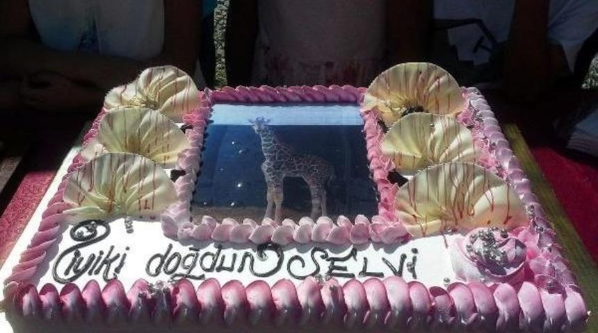 Z&uuml;rafa Yavrusu 'selvi'nin Doğum G&uuml;n&uuml; Kutlandı