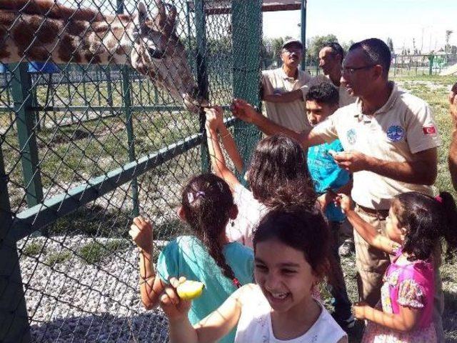 Zürafa Yavrusu 'selvi'nin Doğum Günü Kutlandı