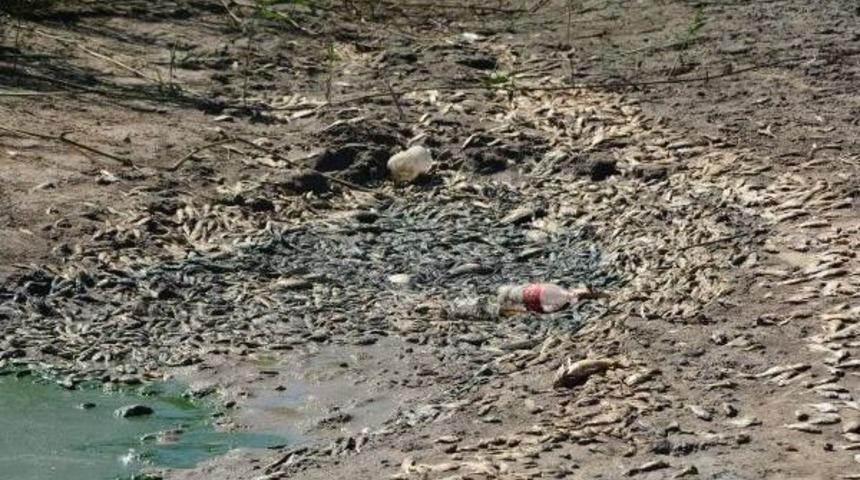 Sulama G&ouml;letinde Balık Katliamı