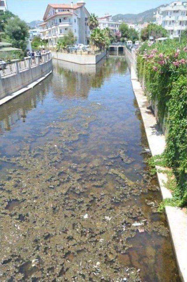 Marmaris’te Toplu Balık Ölümleri Paniğe Neden Oldu