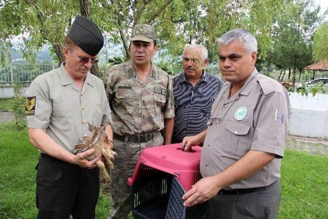 Karaca Yavrusuna Jandarma Şefkati