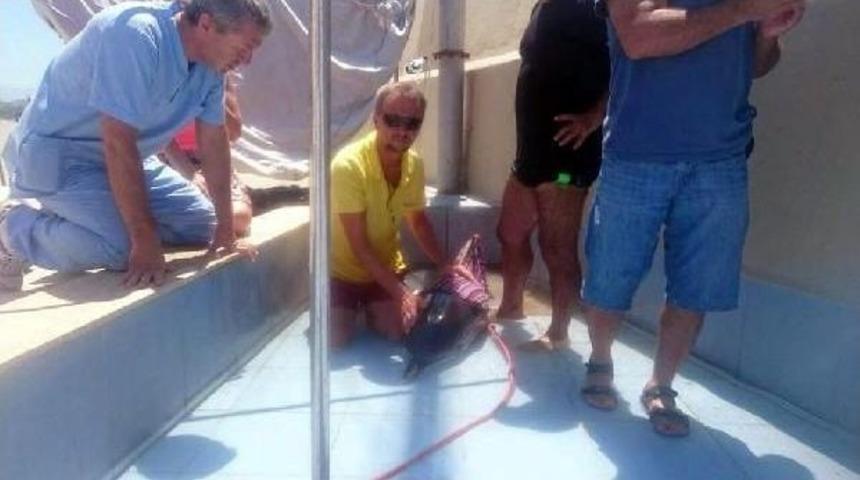 Kuşadası'nda 2 Kez Karaya Vuran Yunus Koruma Altında