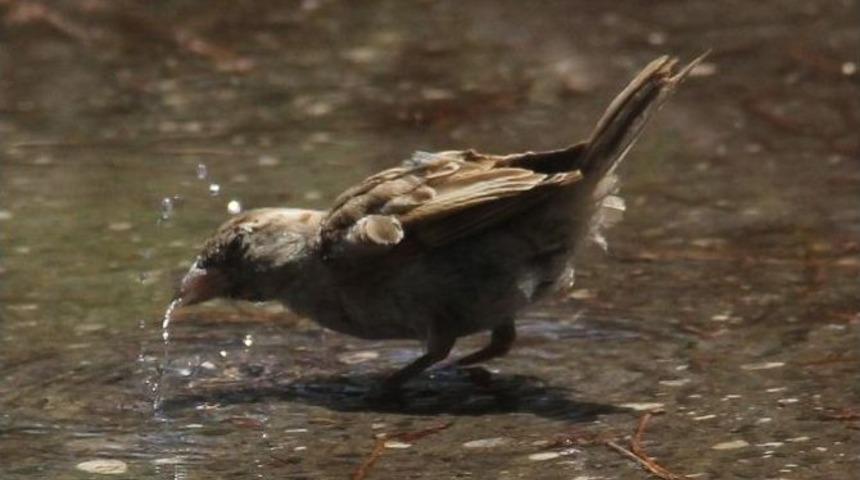 Sıcak Hava Kuşları Da Bunaltıyor