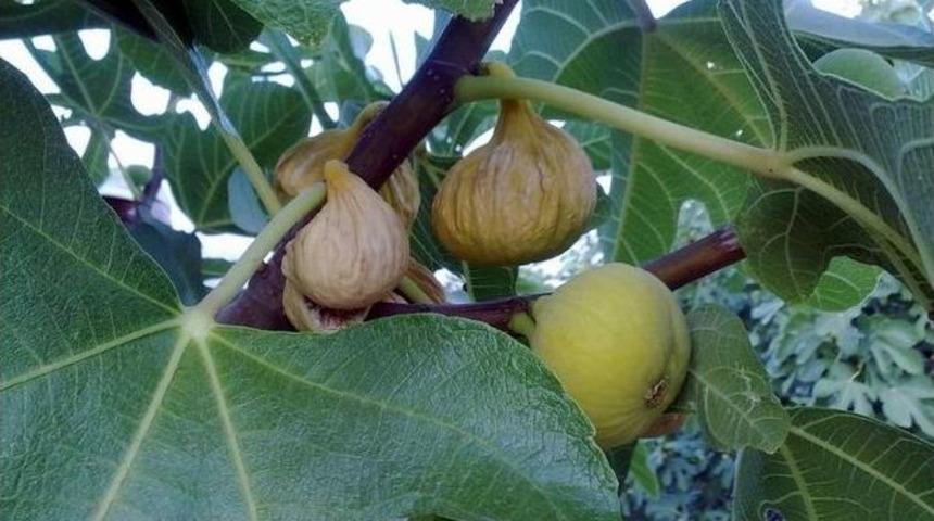 &Ouml;zdamar: &ldquo;incir Koruma Altına Alınmalıdır&rdquo;