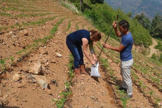 Ezo’nun Danışmanları Tarlalarda