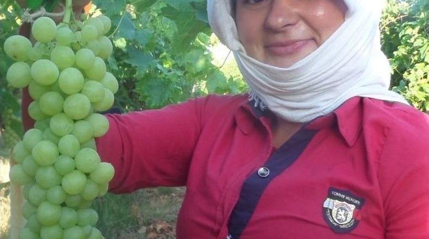 Yılın İlk &Uuml;z&uuml;m Hasadı Yapıldı