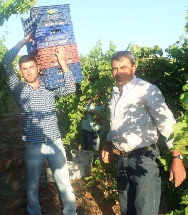 Yılın İlk &Uuml;z&uuml;m Hasadı Yapıldı 1